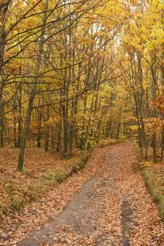 Autumn forest Stock Photos