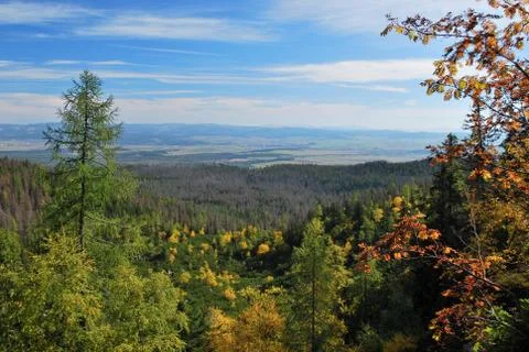 Autumn forest Stock Photos