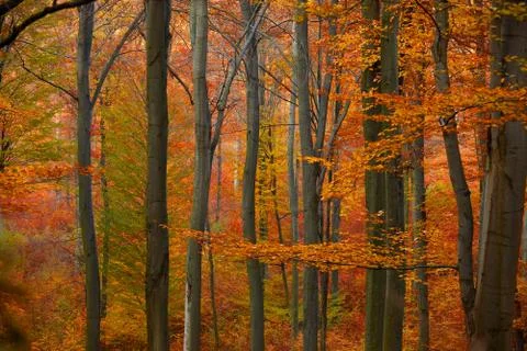 Autumn forest Stock Photos