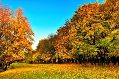 Autumn forest 스톡 사진