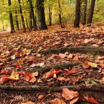 Autumn forest Stock Photos