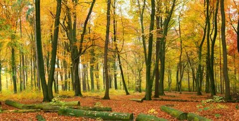 Autumn forest Stock Photos
