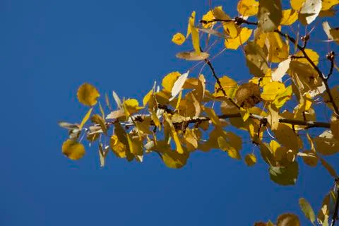 Autumn forest Stock Photos