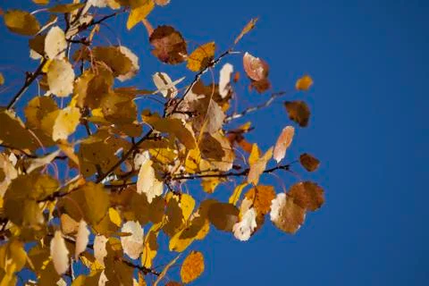 Autumn forest Stock Photos
