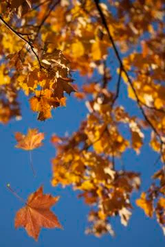 Autumn forest Stock Photos