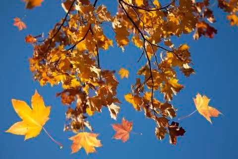 Autumn forest Stock Photos