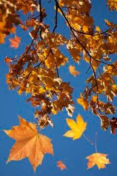 Autumn forest Stock Photos