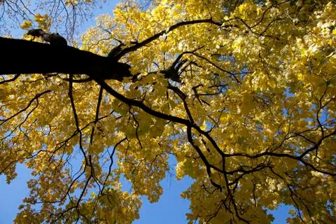Autumn forest Stock Photos