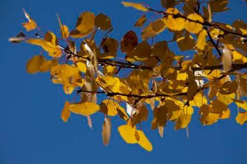 Autumn forest Stock Photos