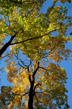 Autumn forest Stock Photos