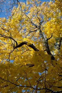 Autumn forest Stock Photos