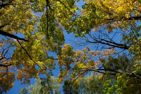 Autumn forest Foto stock