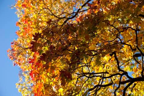 Autumn forest Stock Photos