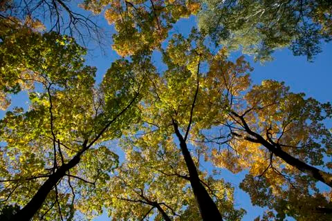 Autumn forest Stock Photos