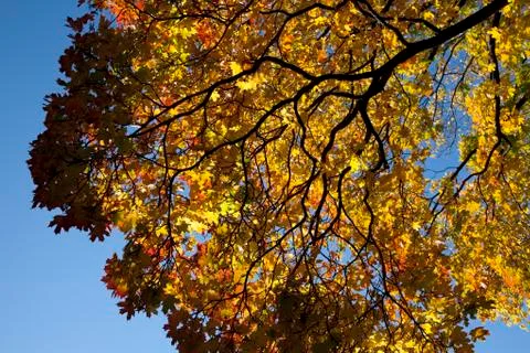Autumn forest Stock Photos