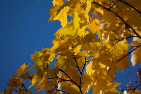 Autumn forest Stock Photos