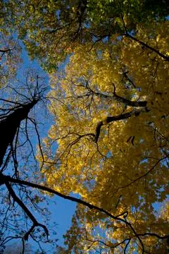 Autumn forest Stock Photos