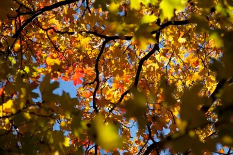 Autumn forest Stock Photos