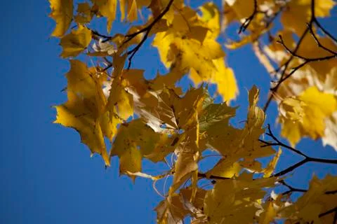 Autumn forest Foto stock