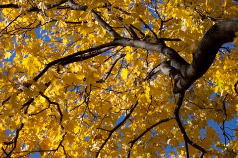 Autumn forest Stock Photos