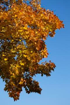 Autumn forest Stock Photos