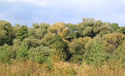 Autumn forest Stock Photos