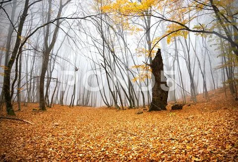 Autumn in a forest Stock Photos