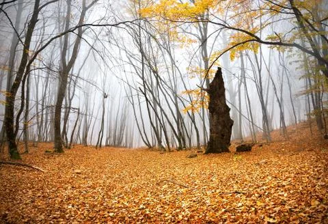 Autumn in a forest Stock Photos