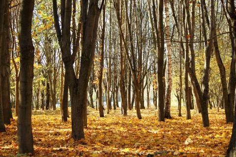 Autumn forest . Stock Photos