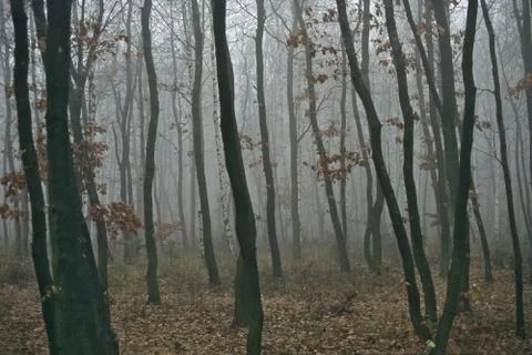 Autumn forest Stock Photos