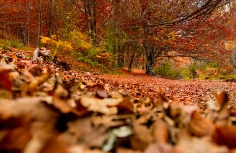 Autumn forest Stock Photos