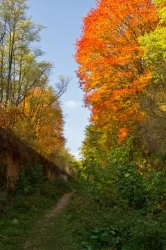Autumn forest Stock Photos