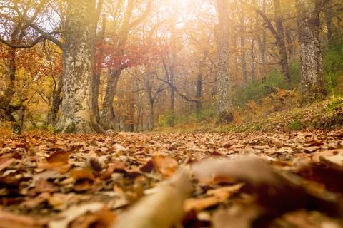 Autumn forest Foto stock