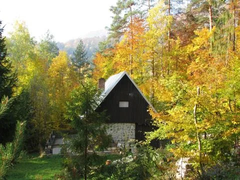 Autumn forest Stock Photos