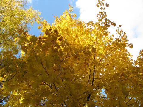 Autumn forest Stock Photos