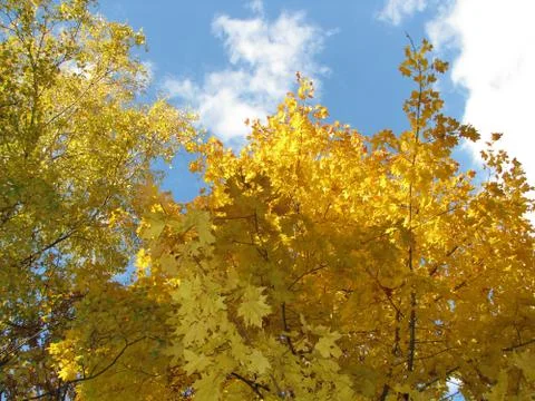 Autumn forest Stock Photos