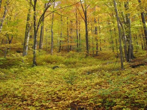 Autumn forest Stock Photos