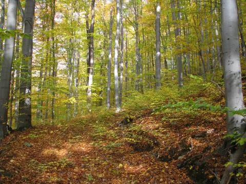 Autumn forest Stock Photos