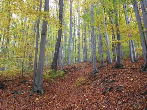 Autumn forest Stock Photos