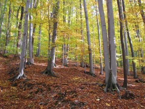 Autumn forest Stock-Fotos