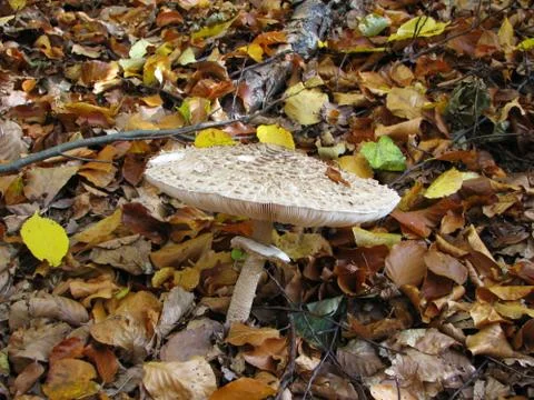 Autumn forest Stock Photos