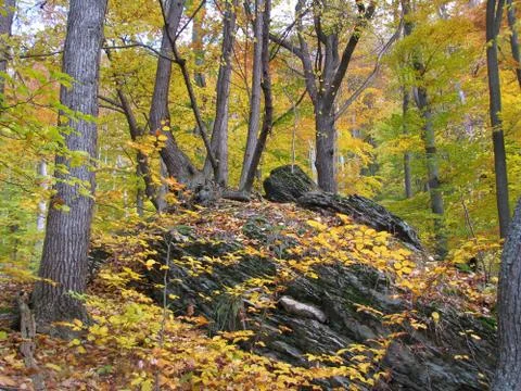 Autumn forest Stock Photos