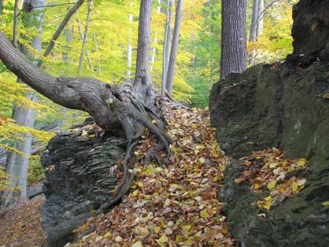 Autumn forest Stock Photos