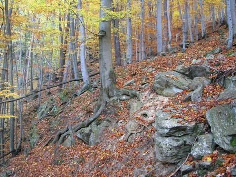 Autumn forest Stock Photos