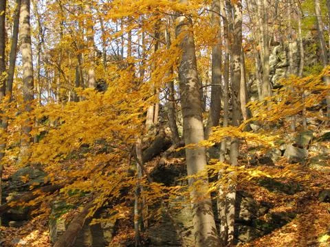 Autumn forest Stock Photos