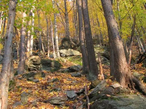 Autumn forest Stock Photos