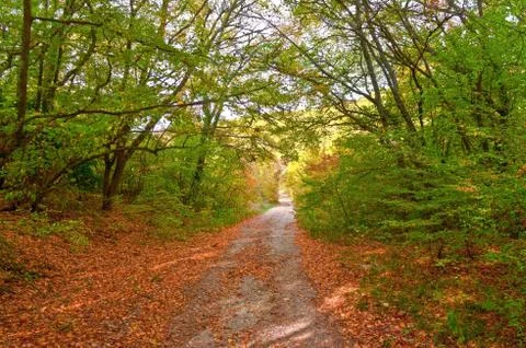 Autumn forest Stock Photos