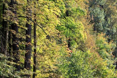 Autumn forest Stock Photos