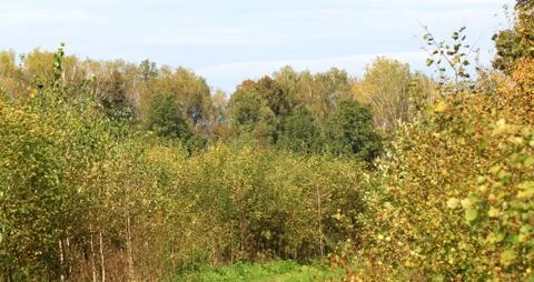 Autumn forest Stock Photos