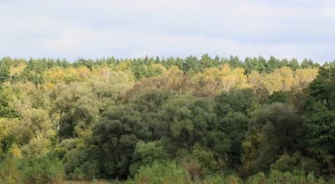 Autumn forest Stock Photos